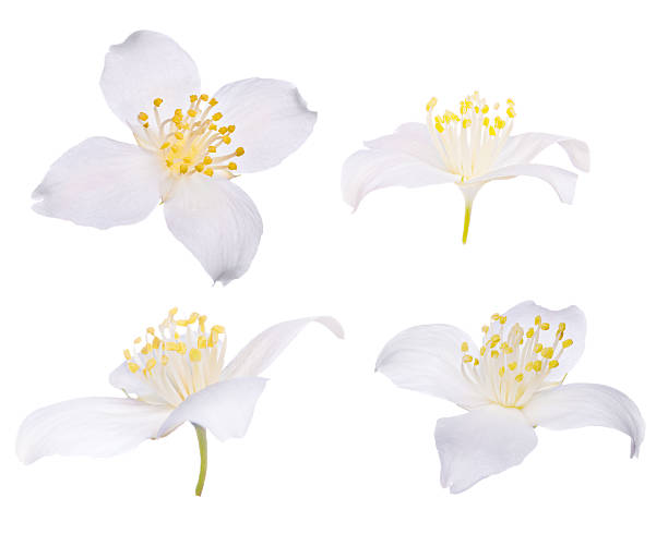 istock four jasmin flowers isolated on white 119804820
