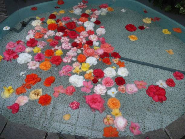colorful flowers on water