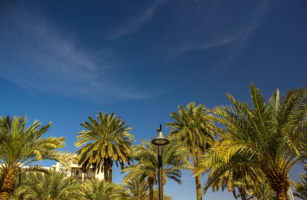 istock summer time tropic garden palm trees scenery landscape environment with stone hostel apartment building and vivid blue sky background, copy space 1198049829