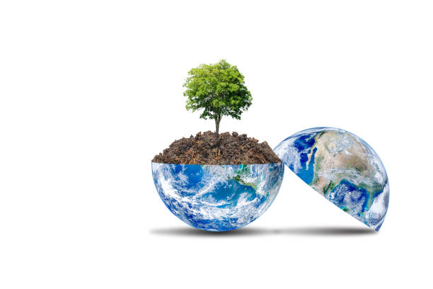 istock Green tree growth thru brown soil on planet earth globe isolated on white background. 1198050109