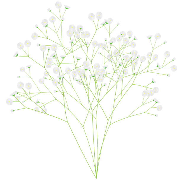 Illustration of a bunch of gypsophila Illustration of a bunch of gypsophila gypsophila stock illustrations