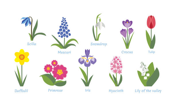 ilustrações, clipart, desenhos animados e ícones de flores da mola ajustadas. açafrão, tulipa, jacinto, lírio do vale, muscari, scilla, snowdrop, narciso, prímula e íris isoladas em fundo branco. ilustração do vetor, ícone no estilo simples liso. - species crocus