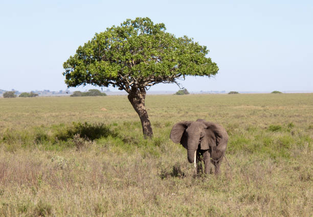 istock Elephant near a tree in Serengeti 1198052838