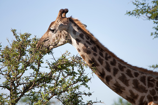 Giraffa eating the leaves  in Serengeti Natioal park Tanzania
