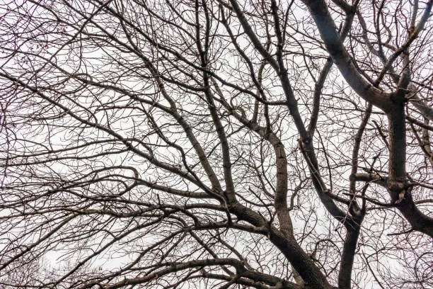 winter trees and cloudy weather in nature