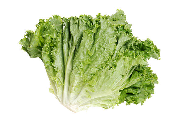 istock head of roman leaf lettuce 119805321