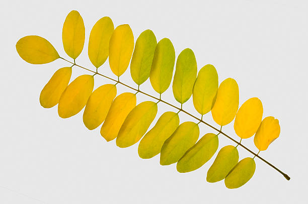 istock High Resolution autumn leaf of acacia tree 119805395