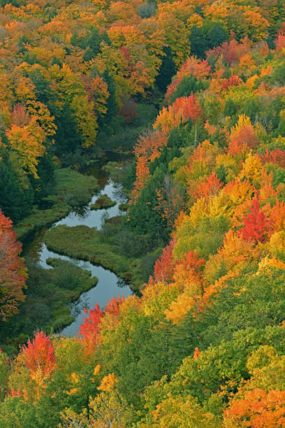 istock Autumn Forest Lake of the Clouds 1198055014