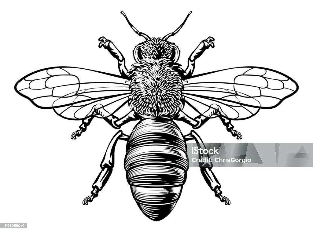 Honey Bumble Bee Woodcut Vintage Bumblebee Drawing - Royalty-free Abelha arte vetorial