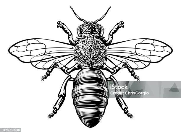Honey Bumble Bee Woodcut Vintage Bumblebee Drawing - Arte vetorial de stock e mais imagens de Abelha - Abelha, Abelha de mel, Vetor