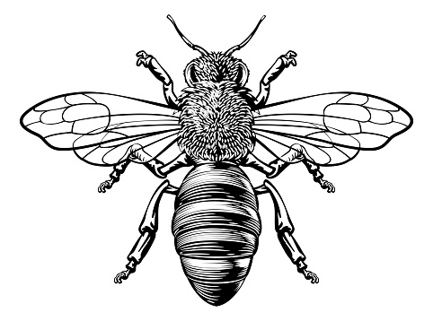 A honey bumble bee or bumblebee in a woodcut drawing vintage style