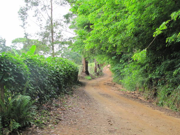 istock Wooded Country Road 1198055792
