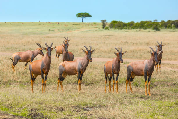 the antelopes tsessebe graze - masai mara national reserve masai mara topi antelope imagens e fotografias de stock