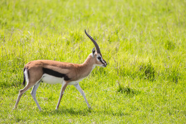 real antelope - thomson's gazelle - masai mara national reserve masai mara topi antelope imagens e fotografias de stock