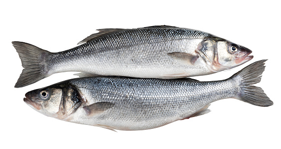 Raw seabass. Two fresh sea bass fishes isolated on white background with clipping path