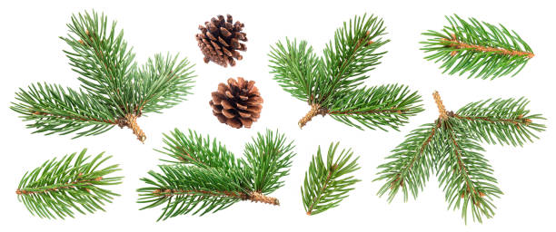 istock Fir tree branch and pine cones isolated on white background 1198058697