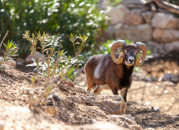 carneiros de bighorn da montanha rochosa de mouflon no jardim zoológico de terra natura, benidorm, spain - rocky mountain sheep - fotografias e filmes do acervo