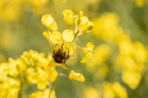 A Yellow rape seed flower with a bumblebee in front of a yellow field. A complete yellow picture only with the green of the plant stems.