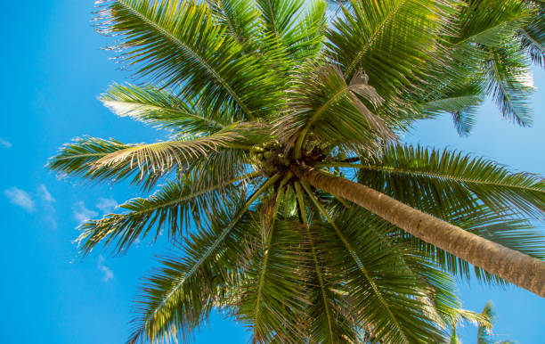 istock Coconut trees on the island. Selective focus. 1198060191