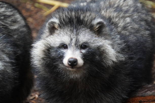 istock Raccoon dog 1198060374