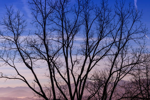 Tree silhouette against the evening sky and mountains of North Carolina