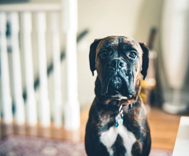 retrato de um cão novo do pugilista - boxer cão - fotografias e filmes do acervo