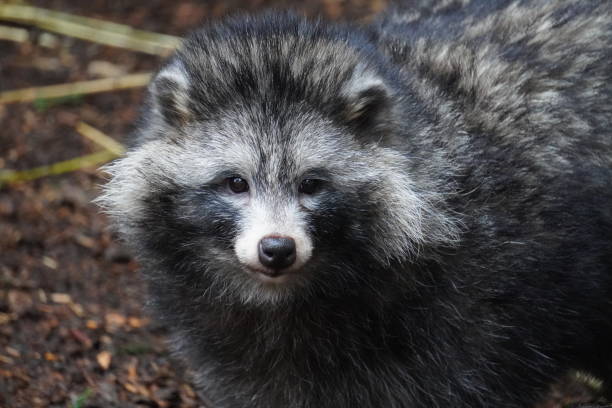 istock Raccoon dog 1198064350