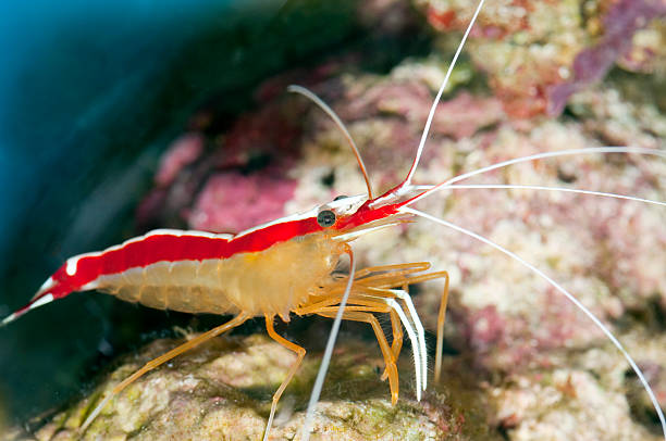 istock cleaner shrimp -Lysmata amboinensis 119806873