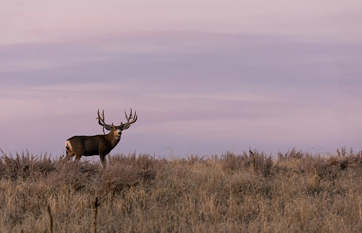 a mule deer buck in autumn at sunrise in Colorado