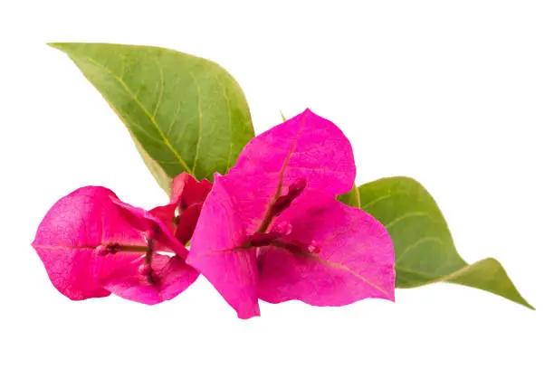 Photo of Bougainvillea