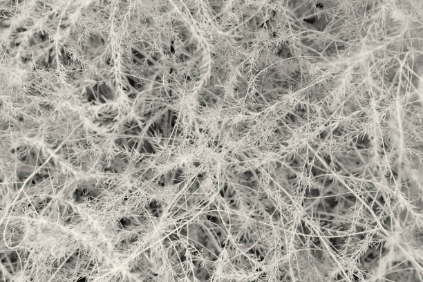 istock full frame abstract branch and twig background 1198075555