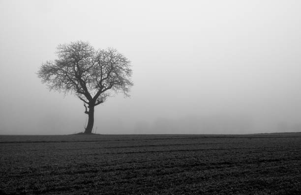 istock Single tree in a meadow and very strong fog 1198075634