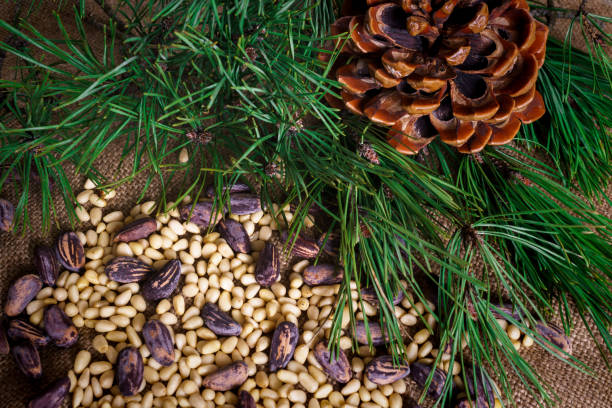 istock Cedar nuts in the shell and without it scattered on the table. 1198075745