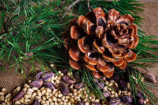 Cedar nuts in the shell and without it scattered on the table