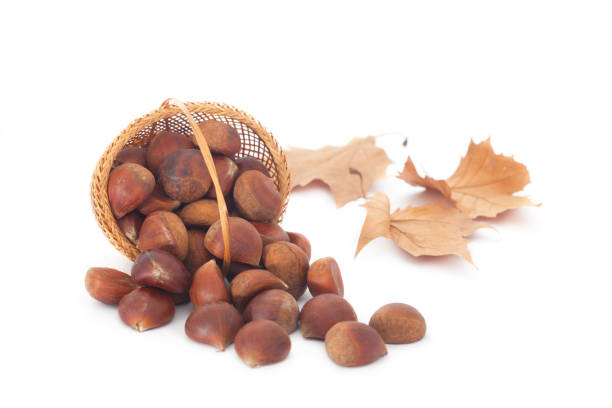Edible chestnuts in wicker basket on white background. Healthy seasonal food.