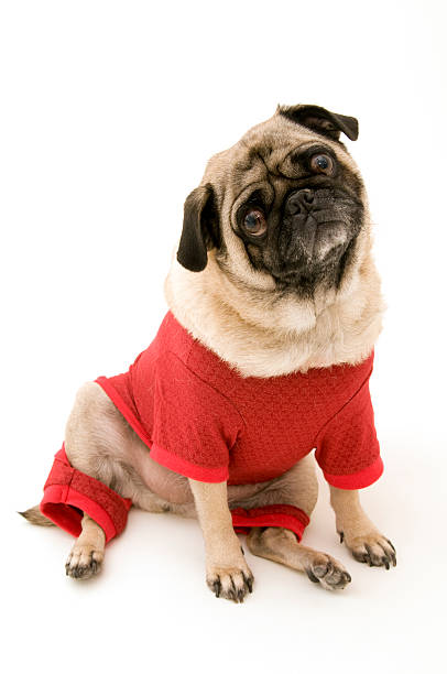 istock Cute Pug Dressed Up for Christmas 119807699