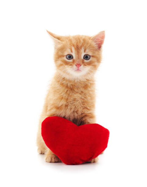 istock Little cat with a heart. 1198077987