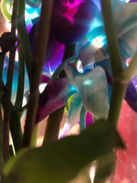 istock Orchids flower in the bouquet 1198078247