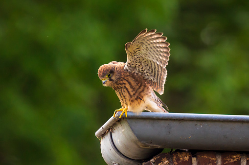 Closeup portrait of a female Common Kestrel (falco tinnunculus) resting and preening in a roof gutter of a house