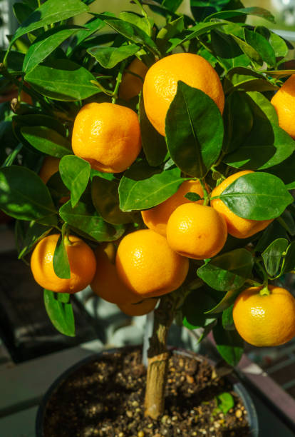istock Mandarin tree in a flowerpot, along with fruits. 1198078546