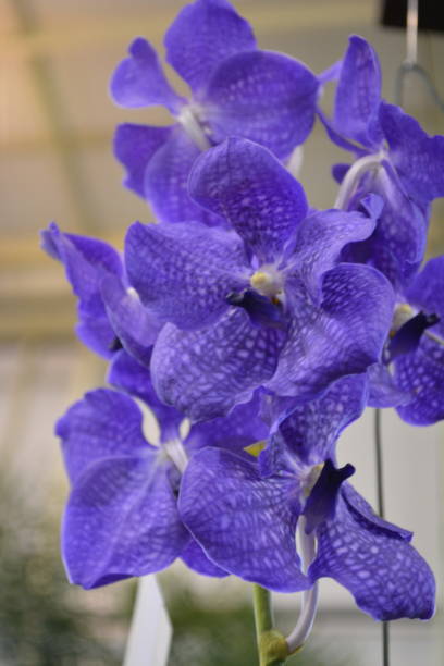 istock Phalaenopsis Orchids flower 1198079223