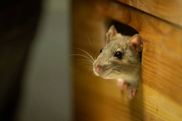 una linda rata mirando desde una caja de madera - ratón animal fotografías e imágenes de stock