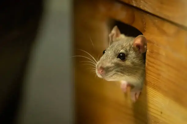 Photo of One cute rat looking out of a wooden box