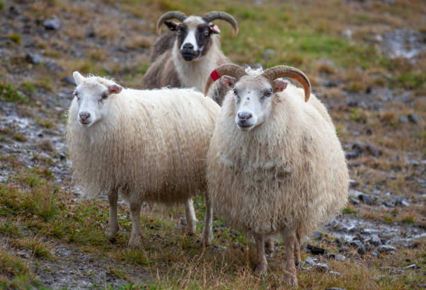 moutons islandais - icelandic sheep photos et images de collection