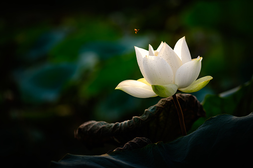 Flower of a lotus standing in a pond on a rainy day in a park in Medan which is the main city on Sumatra the large Indonesian island