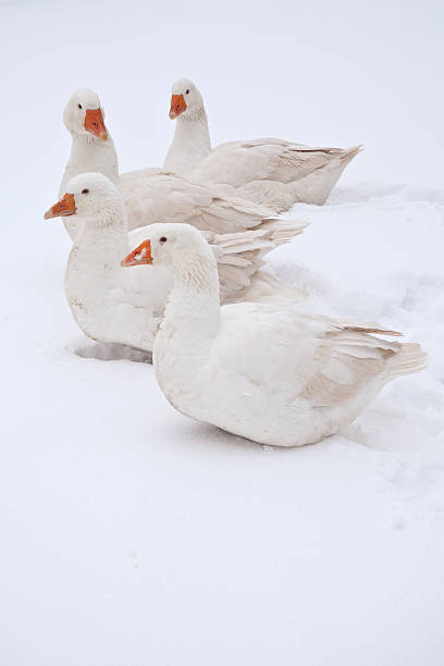 istock Embden geese in the snow 119808234