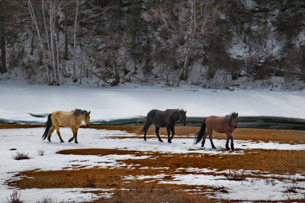 istock Free pastures in early spring 1198082445