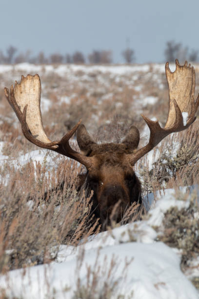 istock Bedded Bull Moose in Winter in Wyoming 1198085794