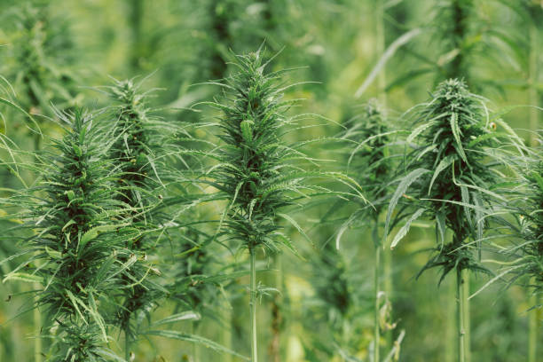 istock Hemp plants on cannabis field 1198085892
