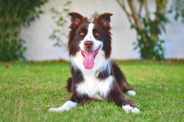 border collie - collie photos et images de collection